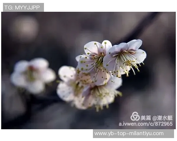 克莱深情命名小船冬梅展现爱的执着与温暖 克莱深情命名小船冬梅展现爱的执着与温暖